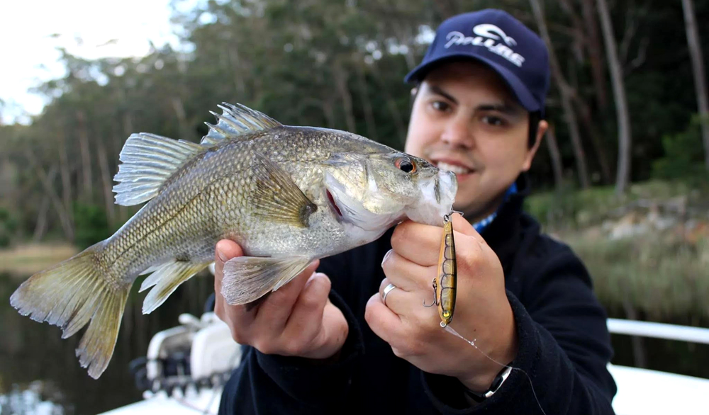 BASS AND ESTUARY PERCH IN TIDAL RIVERS
