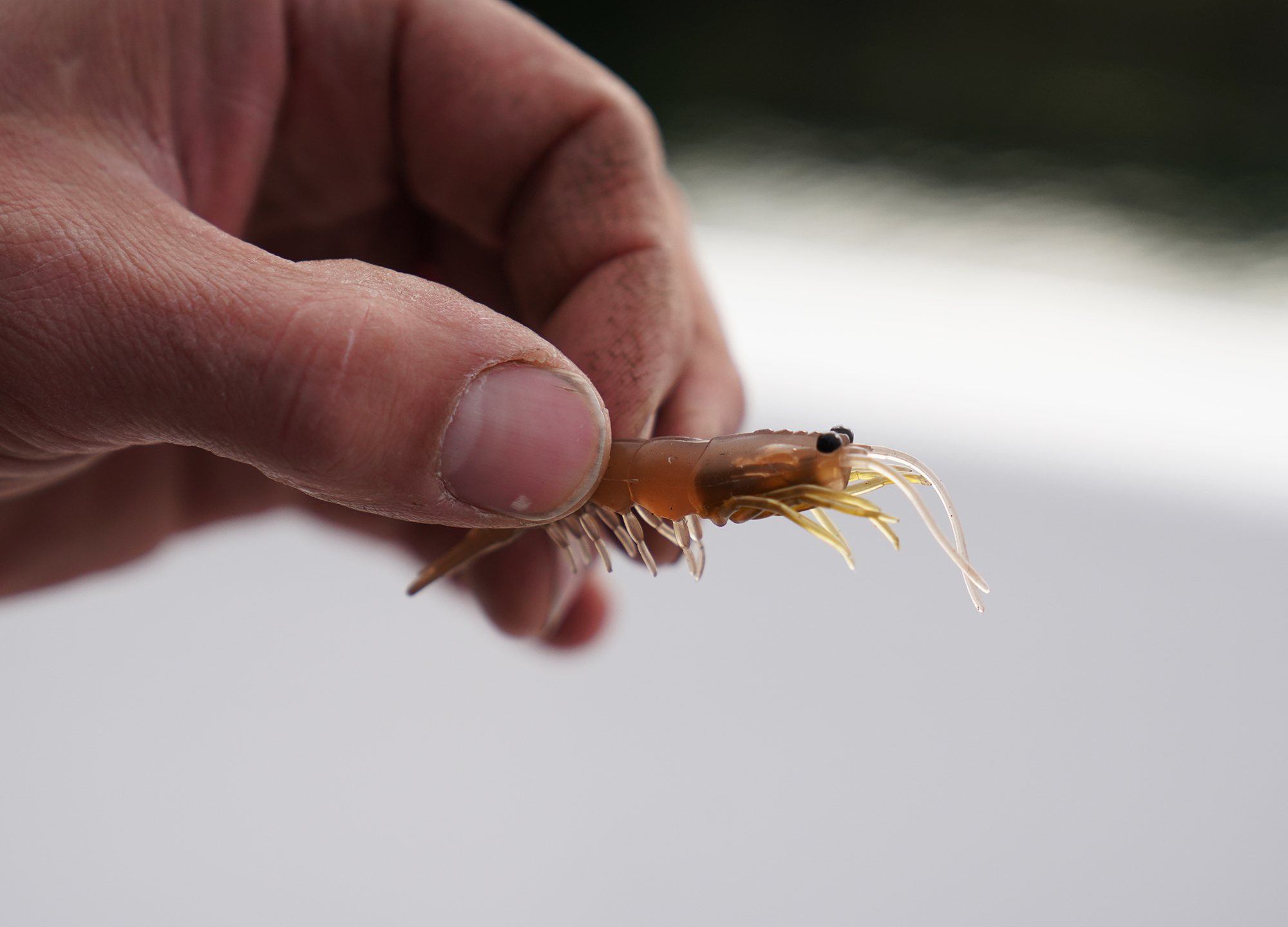 Pro Lure Clone Prawn – Trophy Trout Lures and Fly Fishing