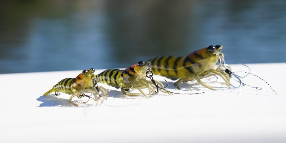 HYBRID SHRIMP