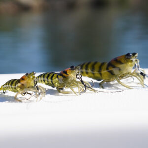 HYBRID SHRIMP