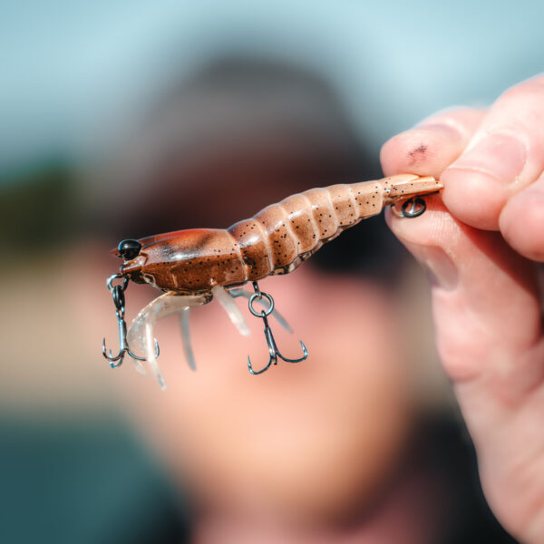 HYBRID SHRIMP