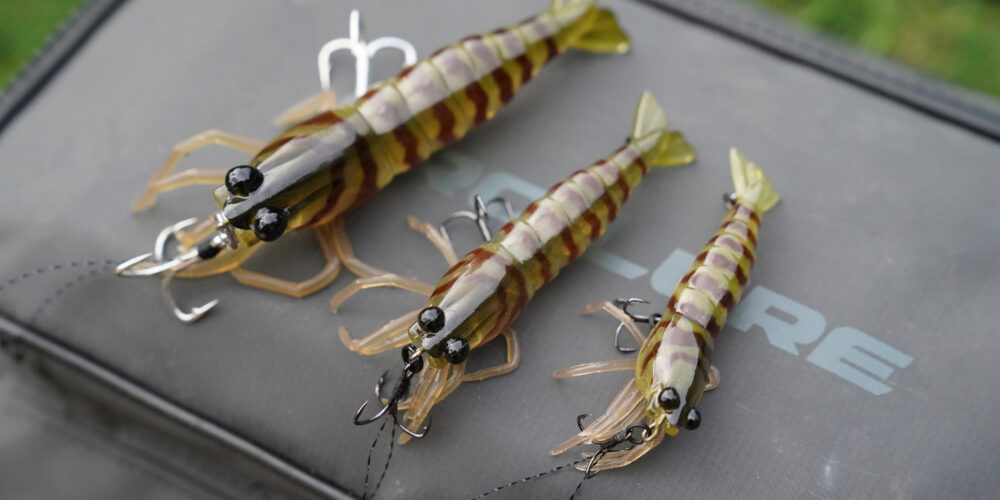 HYBRID SHRIMP